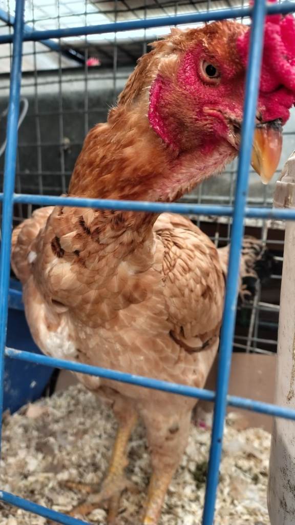  samo chicken breed 