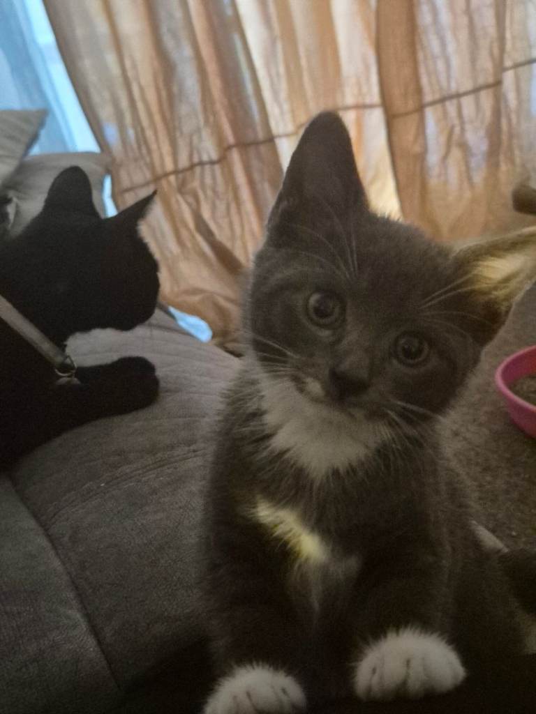Gorgeous male kitten for sale