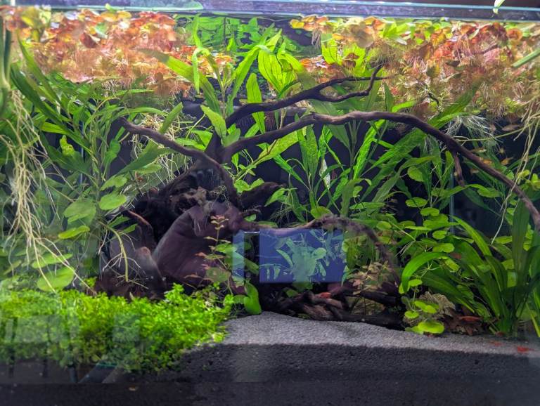 20 x Red Root Floater Aquarium Plants