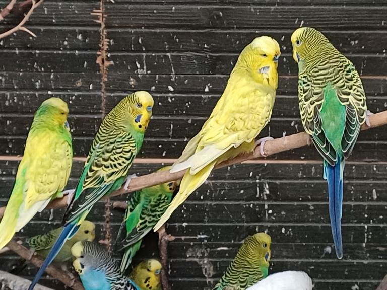 Budgies for sale