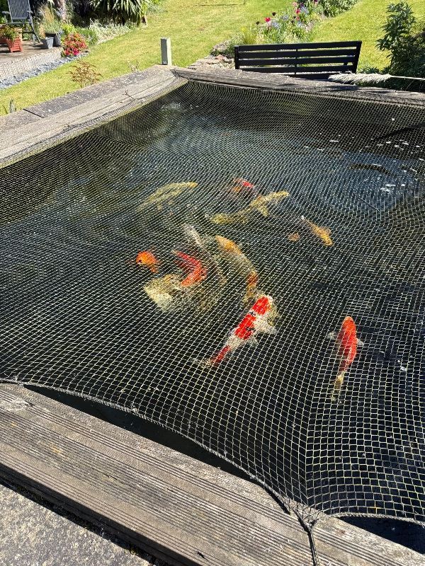 Pond Closure