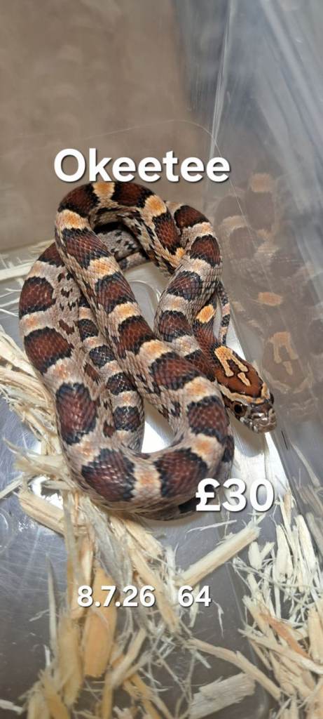 Hatchling Cornsnakes now ready