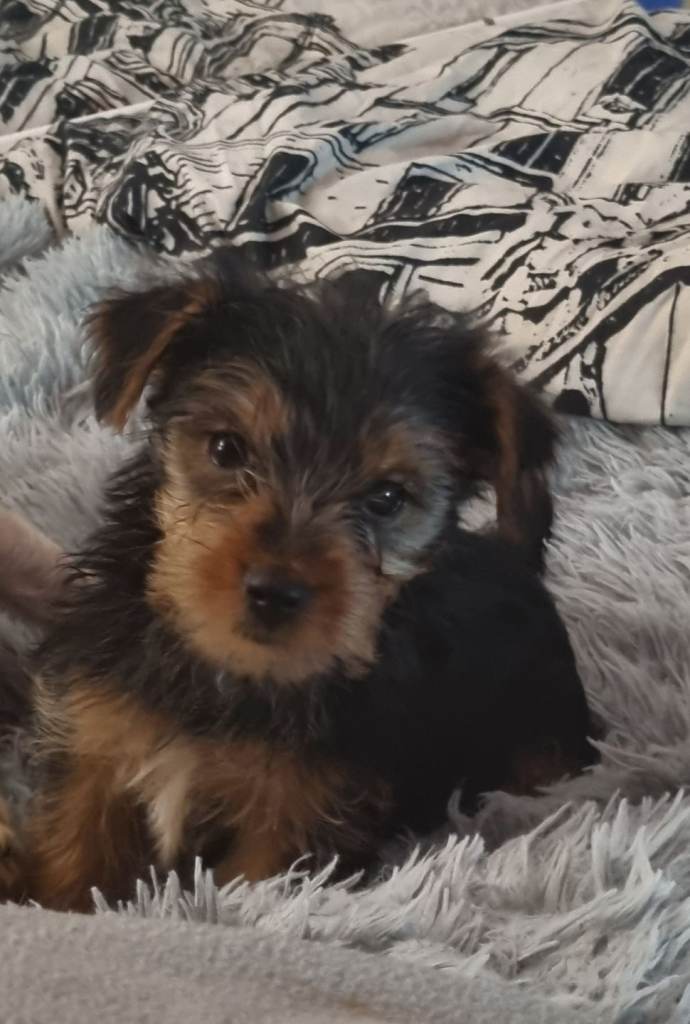 Yorkshire terrier puppies 