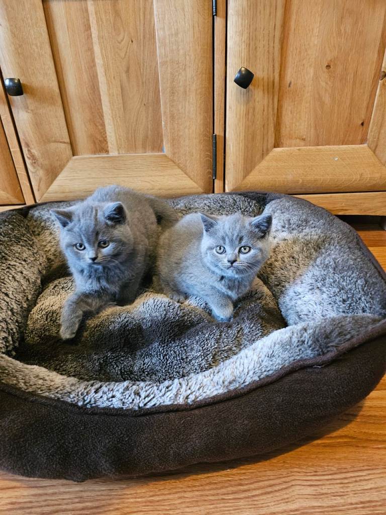 British shorthair kittens 