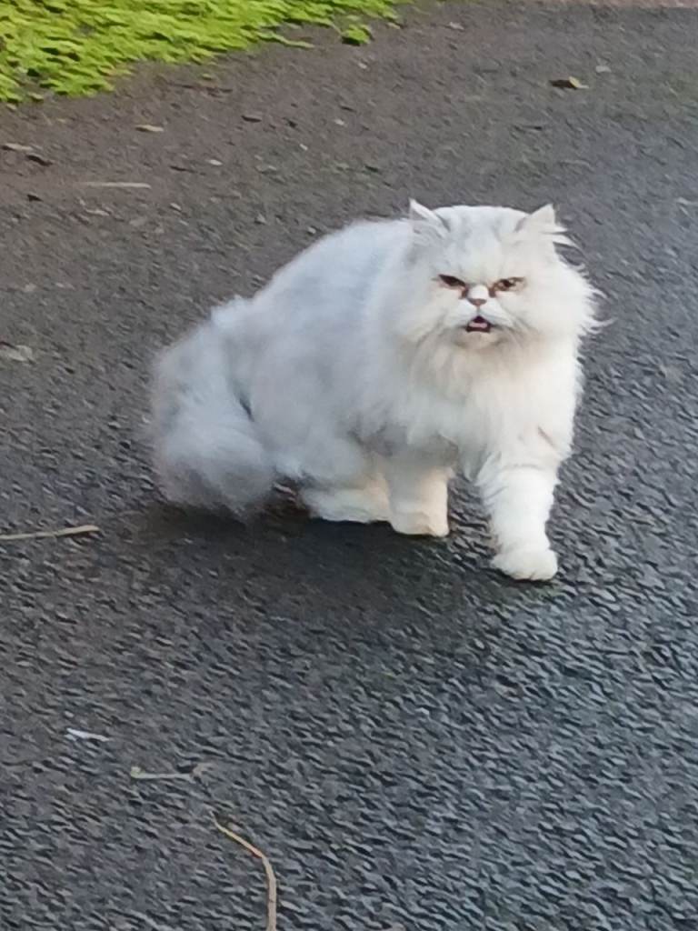 Kittens  long haired fluffy 