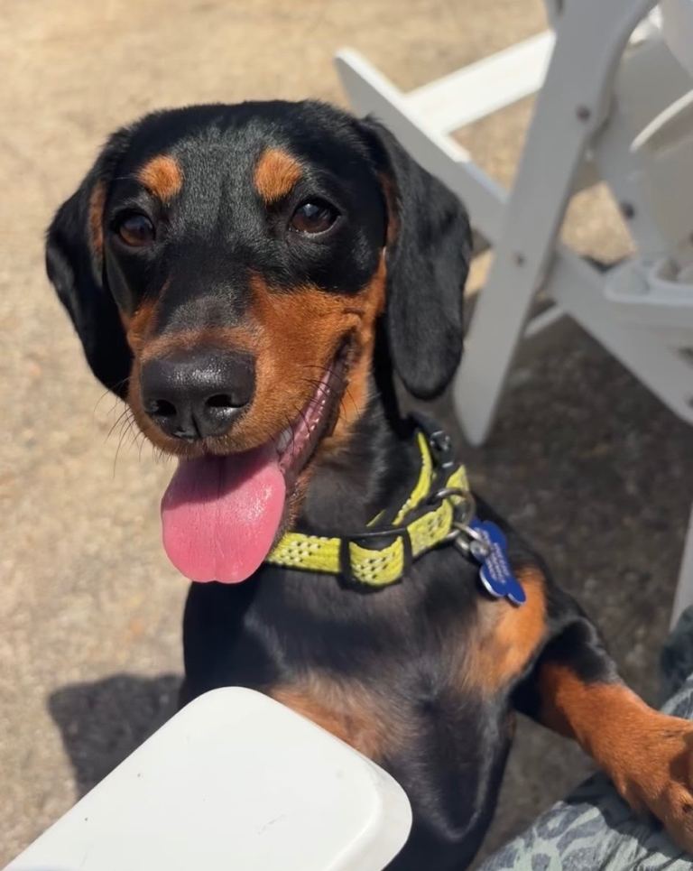 Gorgeous Dachshund Girl