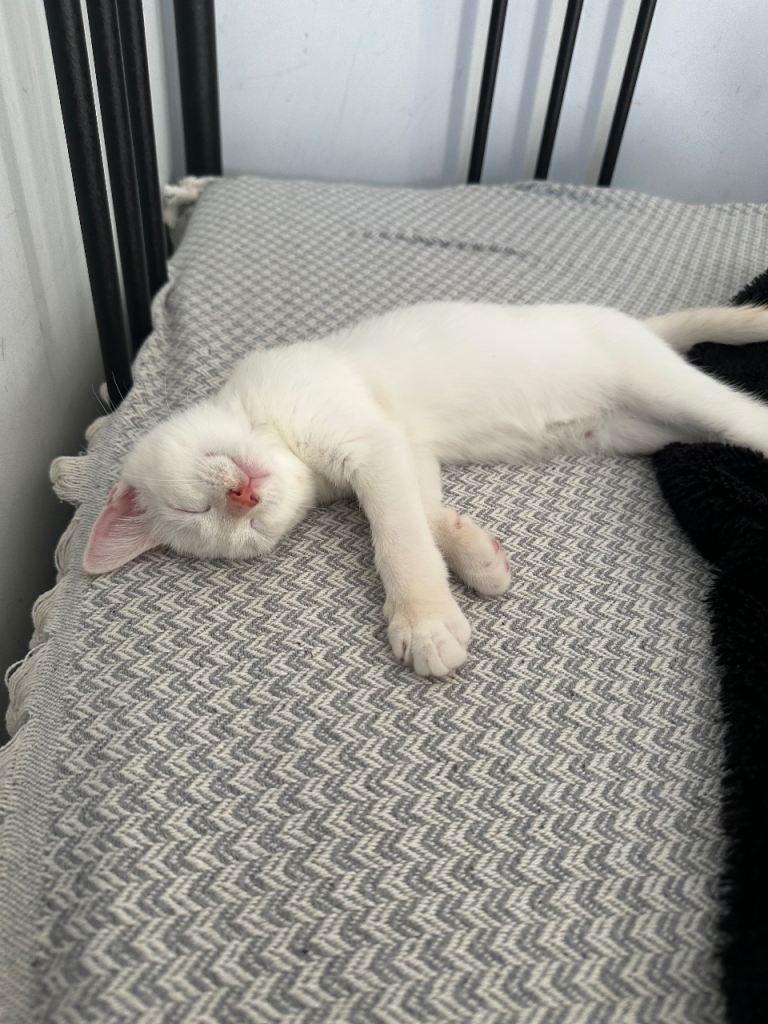 Flame point ragdoll kitten 