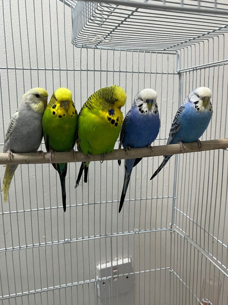 Baby Budgie and pair 