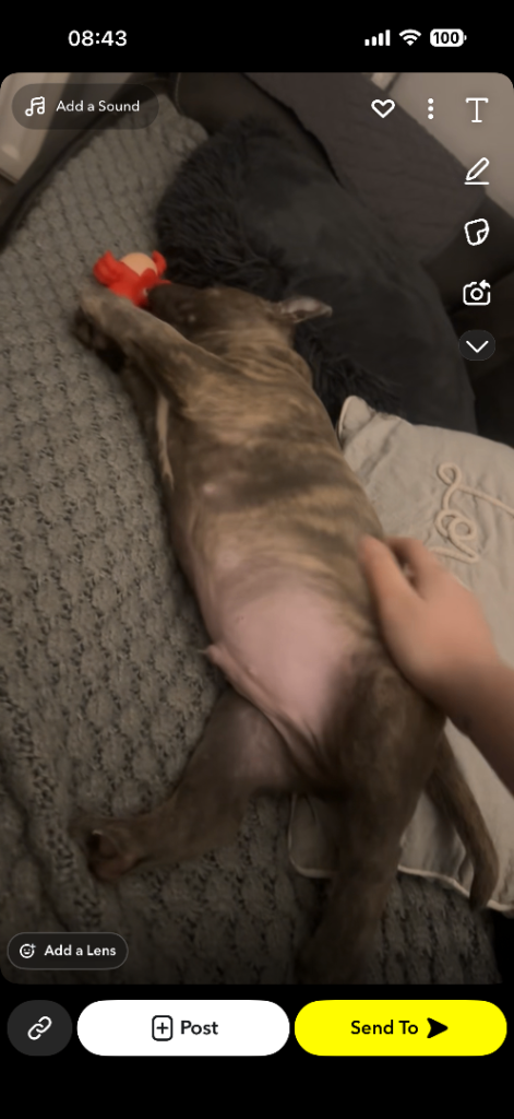 Staffordshire bull terrier pup Tyson