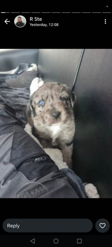 Rottweiler collies for sale