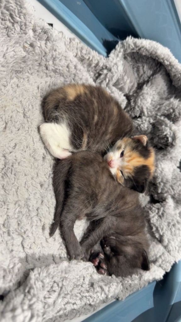 Female Kittens for sale 