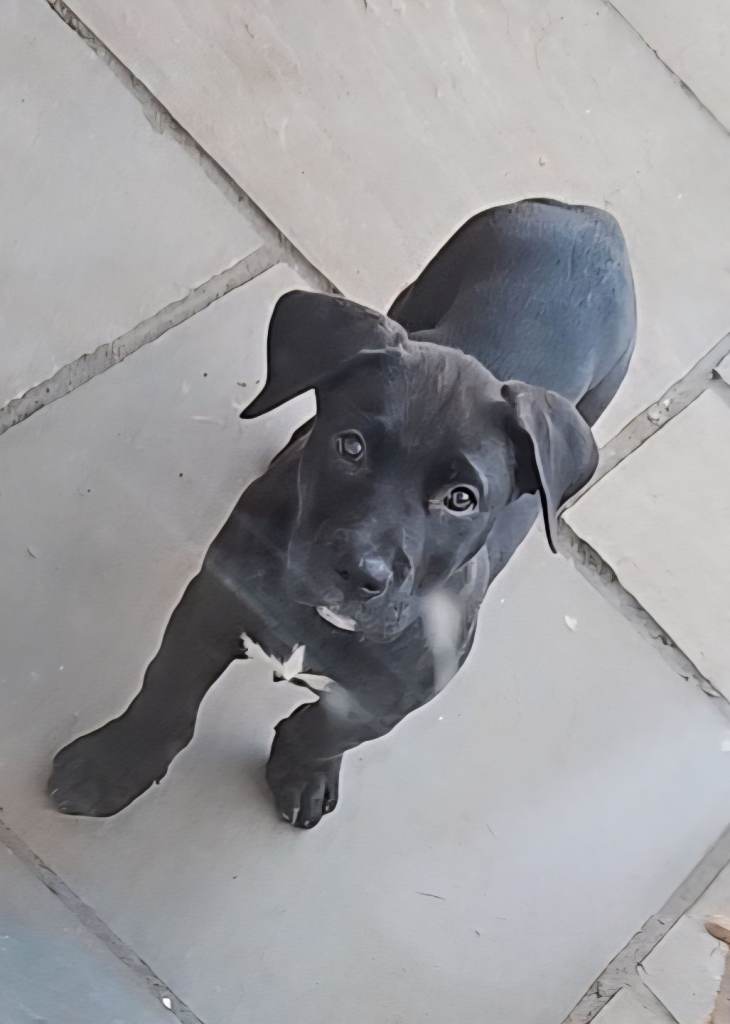 10week old, Final Boy ready to leave - Mix Breed, Husky/Corso X Akita/Staff,