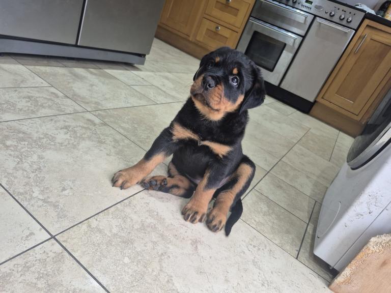 Traditional Rottweiler Female Pup
