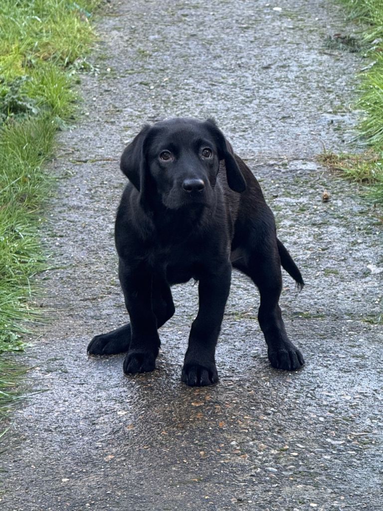 🐾 1-Year-Old Male Labrador Looking for a Loving Home 🐾