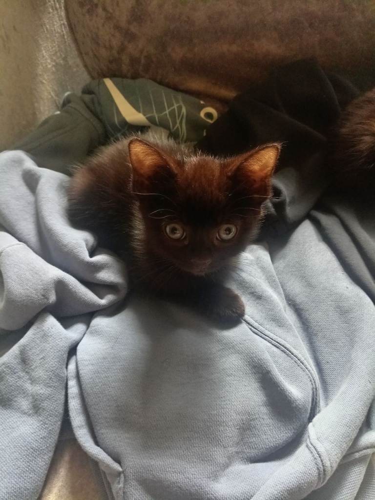 Baby kittens 