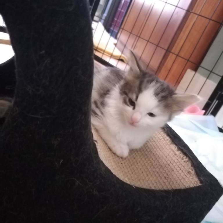 Kittens looking for a good home.