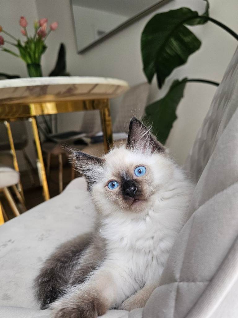 Ragdoll boy and girl kitten cat