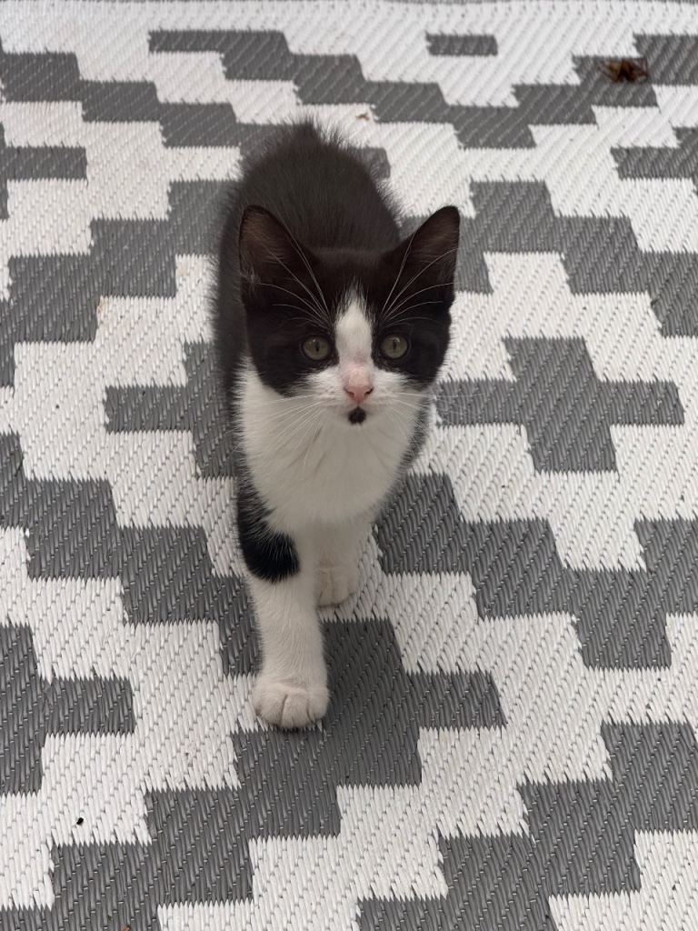 🐾 Adorable 8-week-old kittens ready for their forever homes!