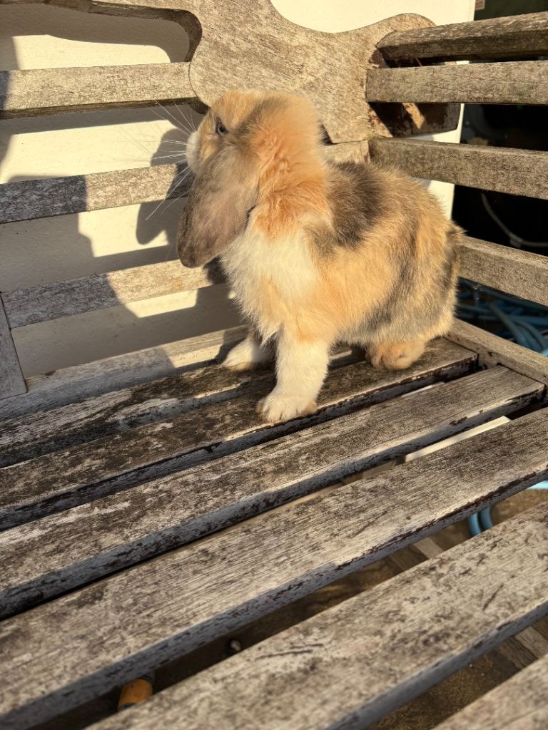 Mini lop