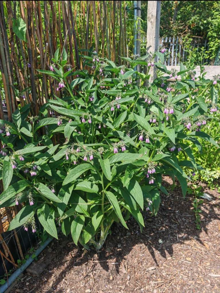 Healthy Organic Naturally Grown Comfrey Potted Seedlings 
