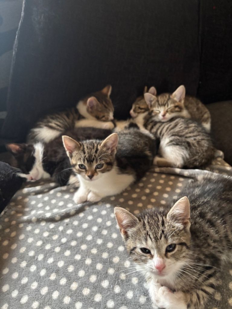 5 kittens for sale £100 