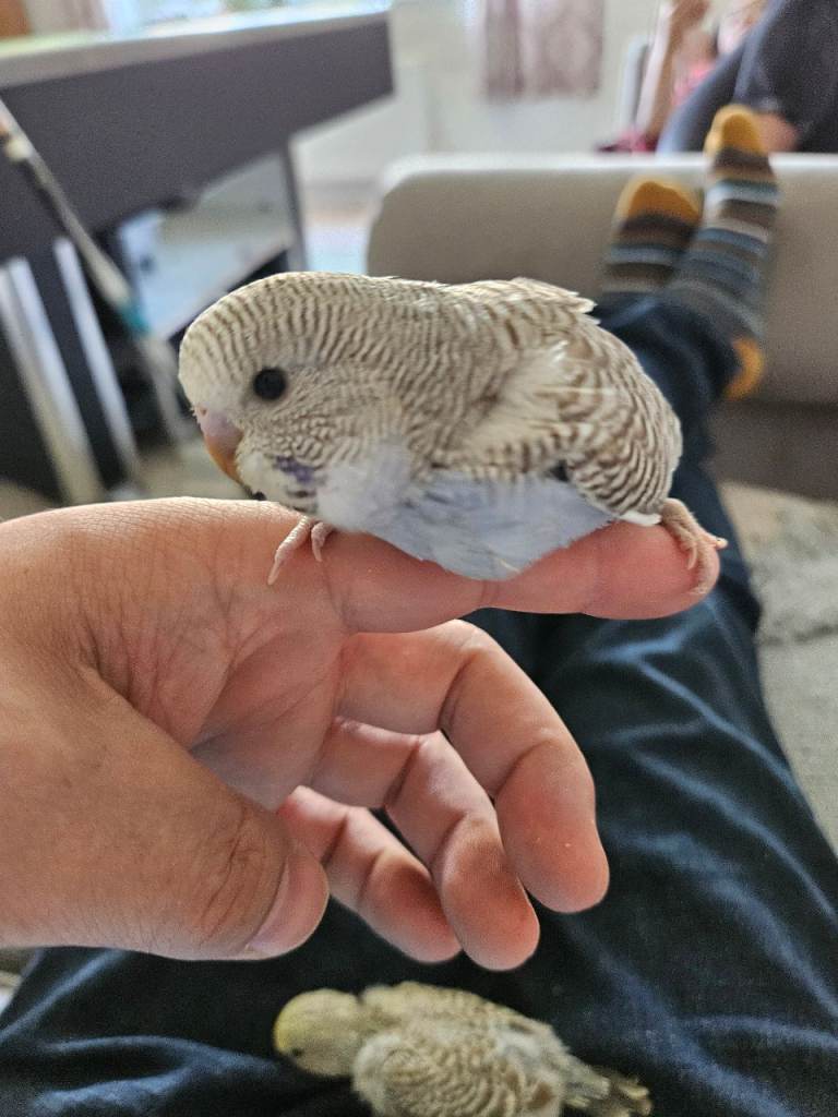 Hand Tame Baby Budgies