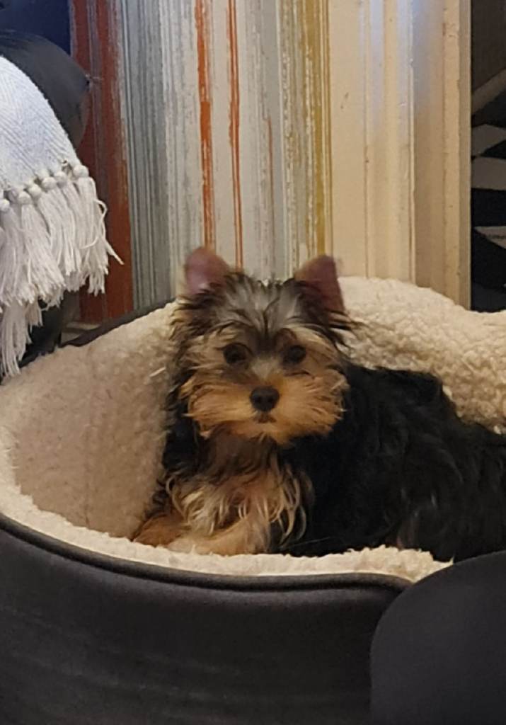 Purebreed Yorkshire Terrier