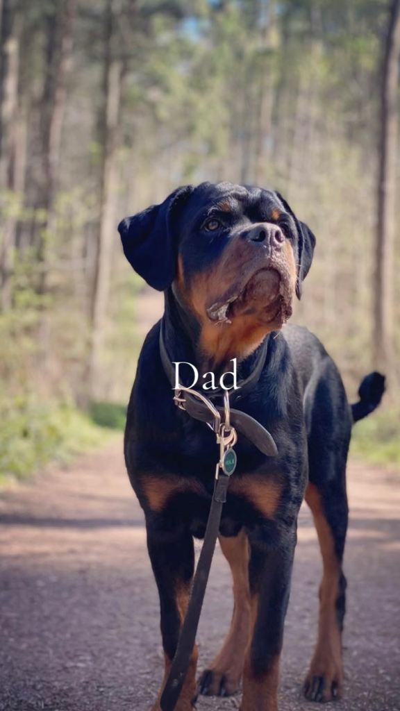 -Beautiful Rottweiler puppies (Burton on Trent)