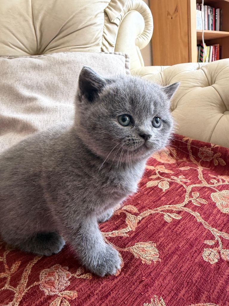Bsh girl looking for a loving home