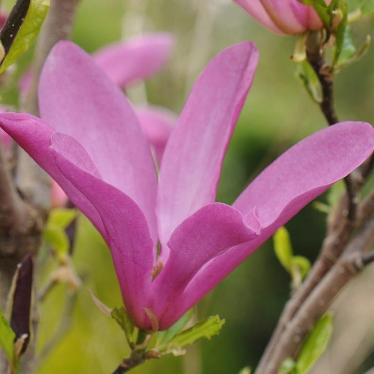 Magnolia ‘Susan’