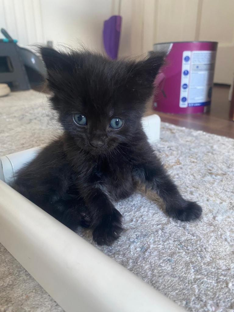 BEAUTIFUL KITTENS 