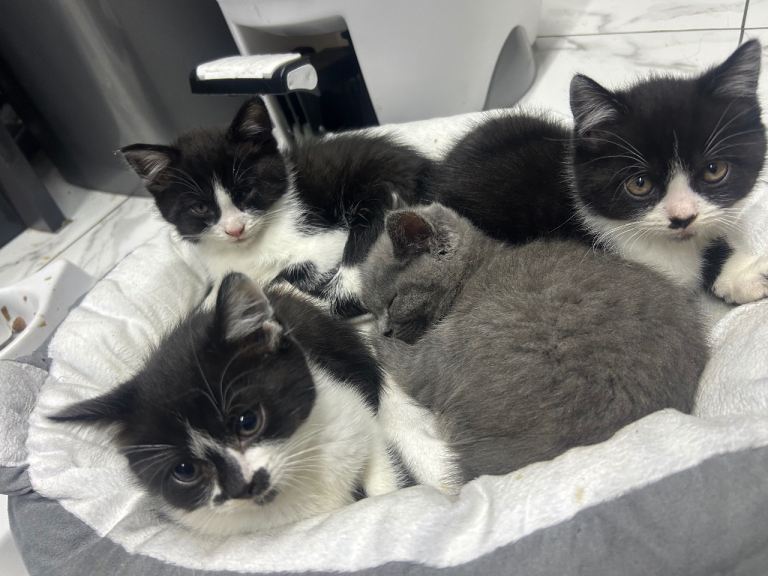 Half Russian Blu kittens
