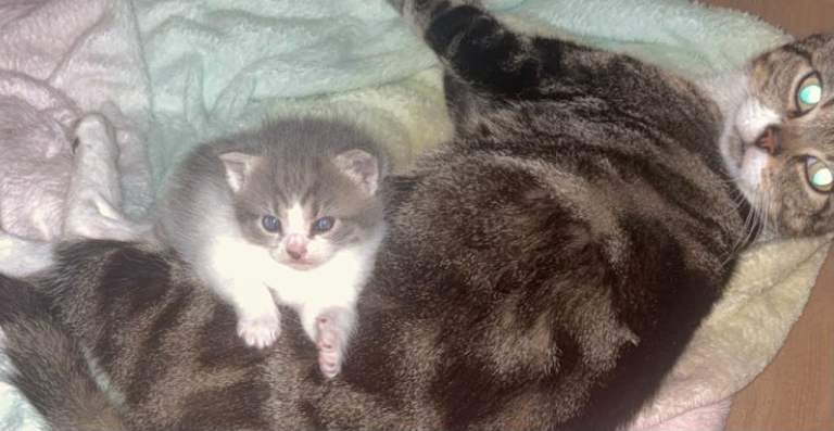 Kittens 