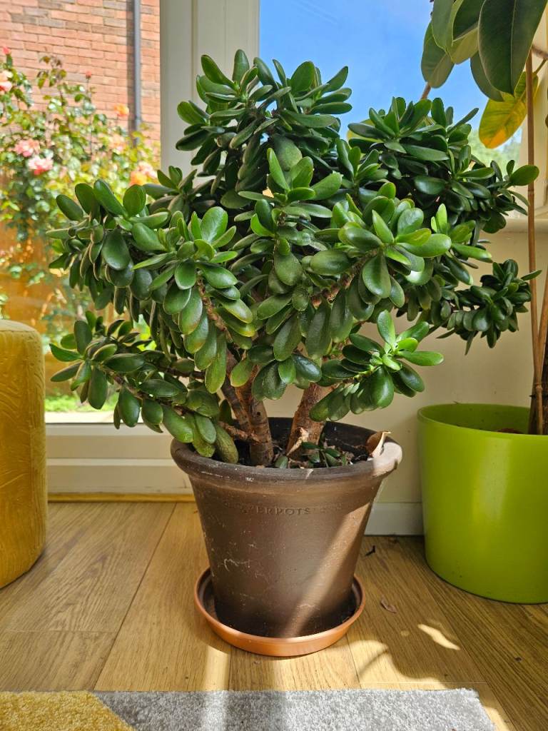 Beautiful Mature Jade Plant (Money Tree) – 9 Years Old with Pot -  68cm