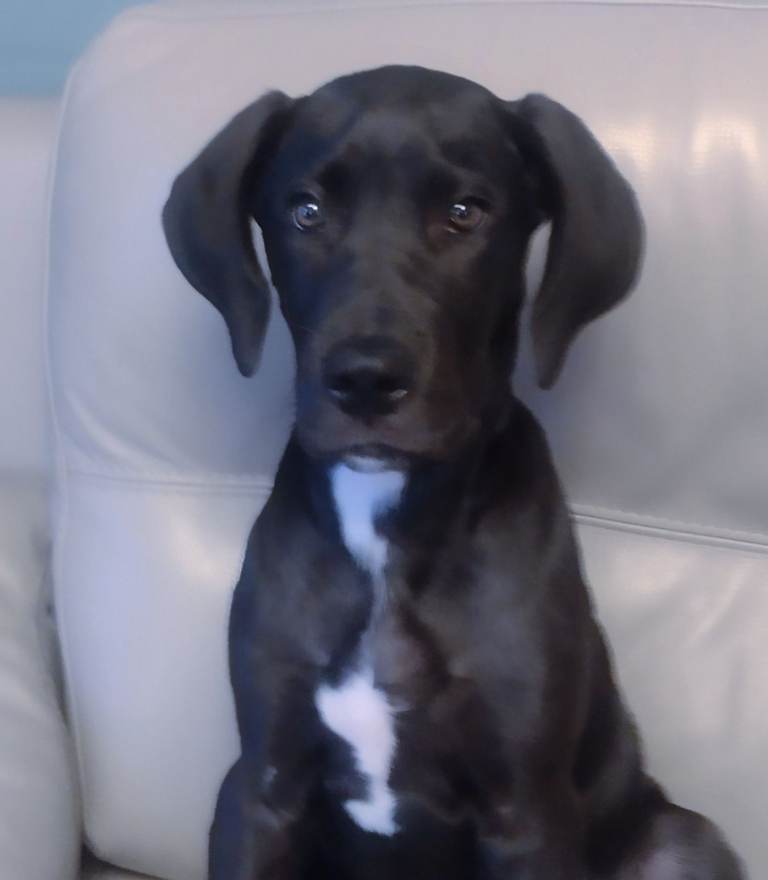GREAT DANE PUPPY KC REGISTERED-BLACK