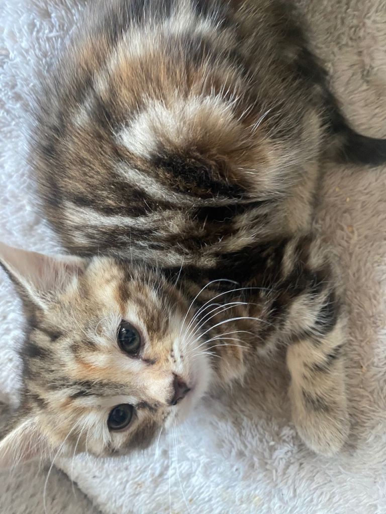 Stunning 8 week old Kittens