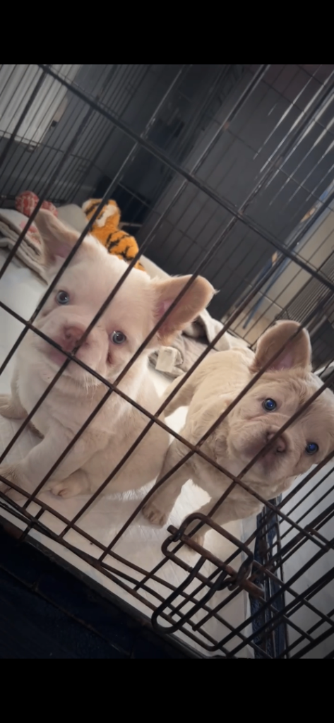 Puppies ready for new homes 
