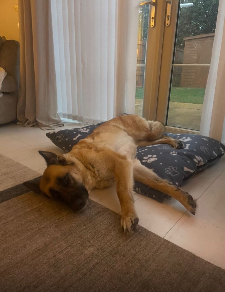 Beautiful 4 Year Old German Shepherd 