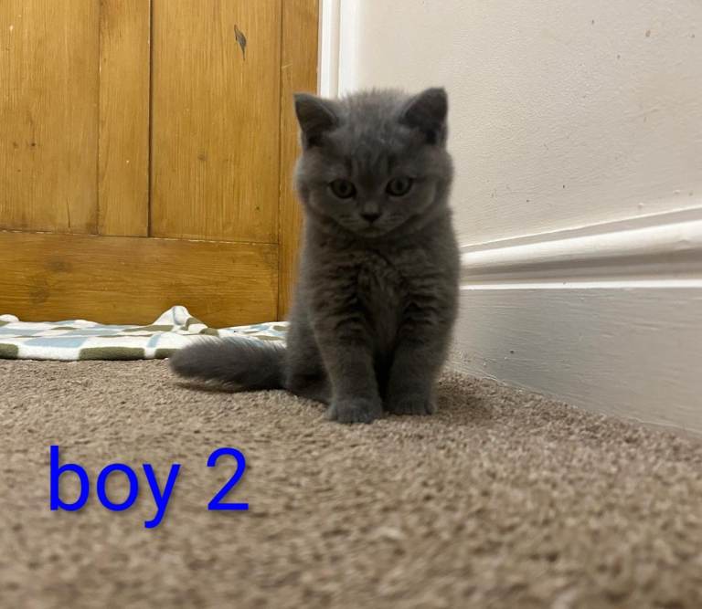 British shorthaired kittens