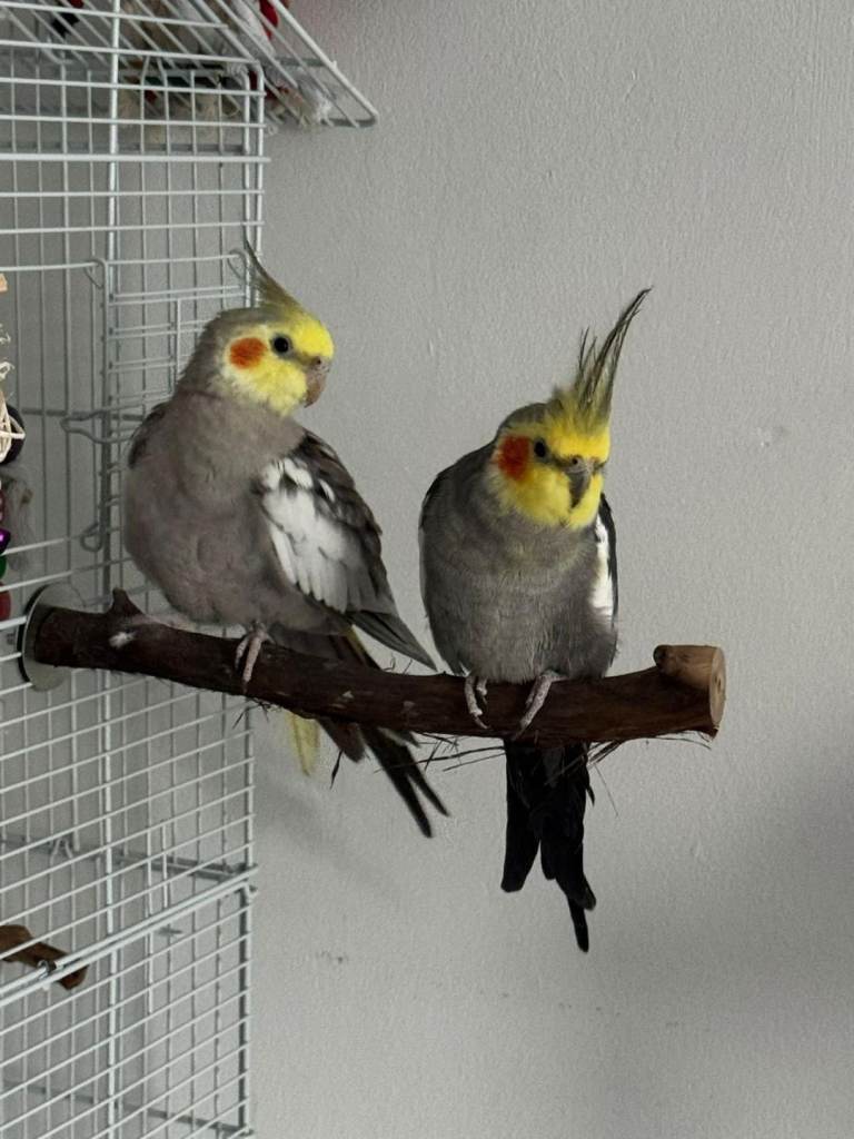 Cockatiel parrots