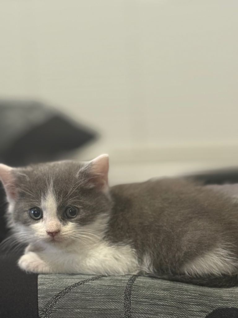 British Short Hair x Ragdoll