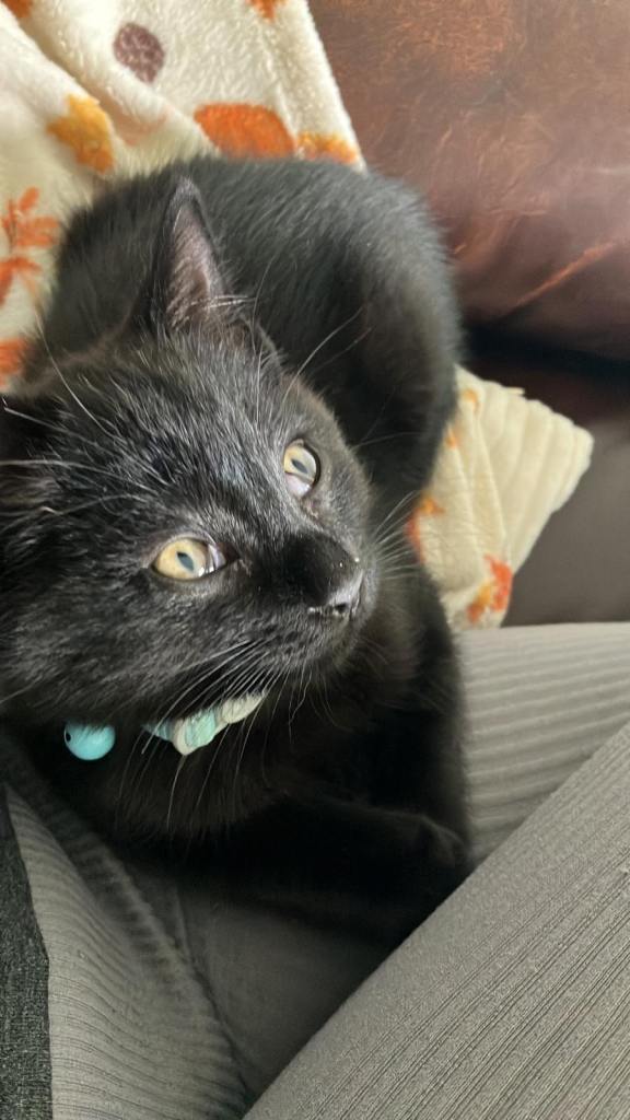 Male Bombay kitten