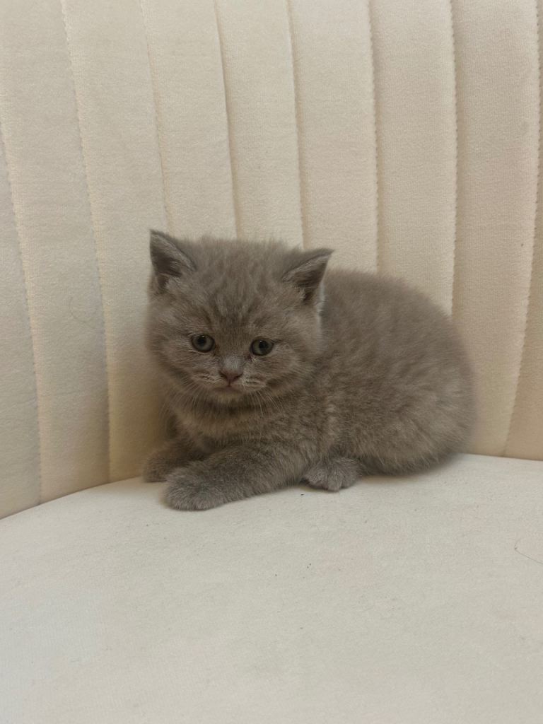British short hair kittens 