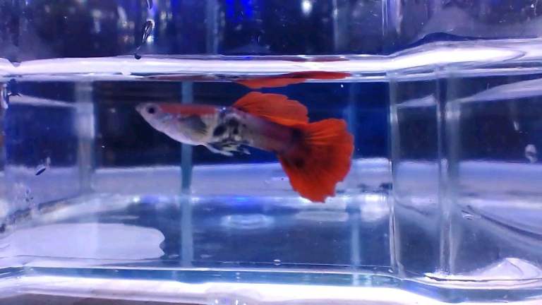 Tropical Fish