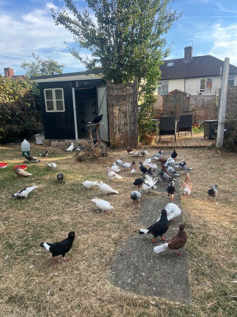 Pigeons