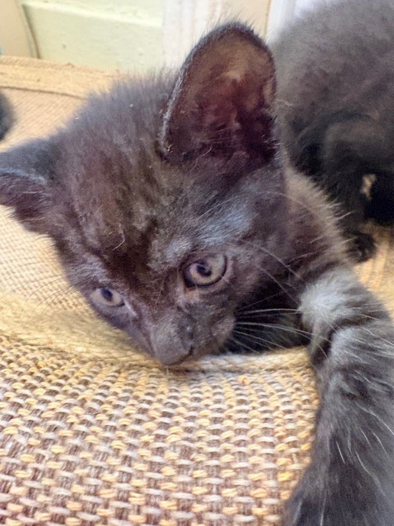 Beautiful kittens - black with light grey stripes 