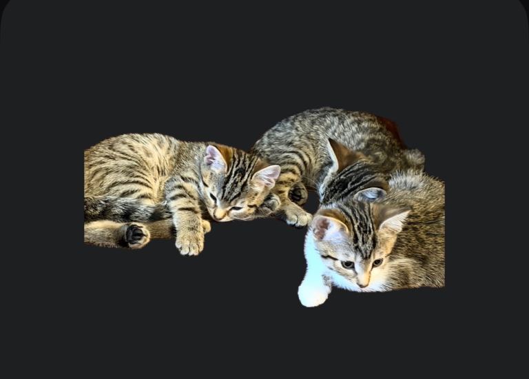 4 beautiful tabby kittens
