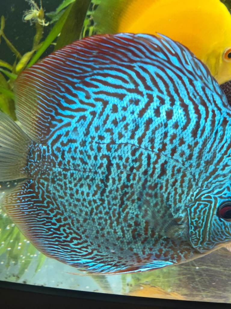 Big Discus 