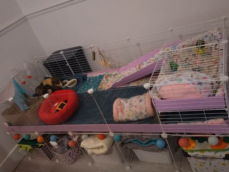 5x2 white C&C Guinea Pig Cage with Loft & Stand and clear panels.