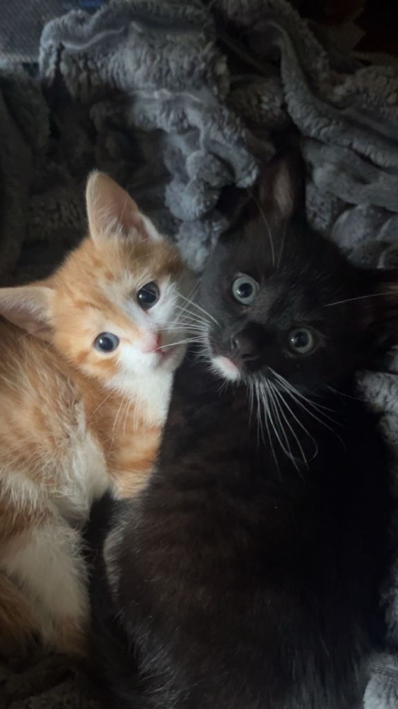 Three male kittens ready Friday 9th October 